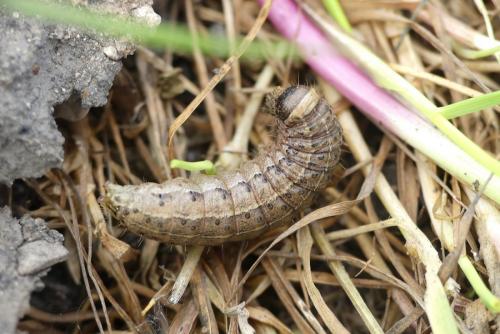 Réf. 227 373 : Agrochola lunosa